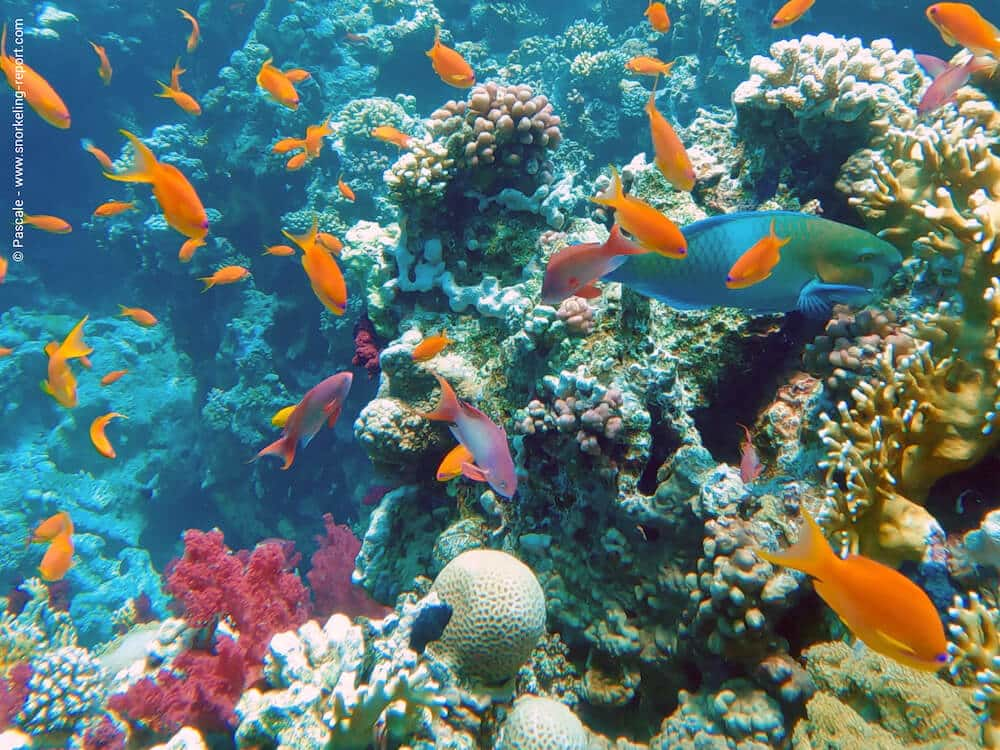 Рас-Мохаммед экскурсия: тайны подводного мира — подробный и честный гид от местных экспертов.