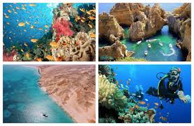 Дайвинг в Рас-Мохаммеде: лучшие места для погружений — подробный и честный гид от местных экспертов. 