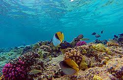 Национальный парк Рас-Мохаммед: природа, которую стоит увидеть — подробный и честный гид от местных экспертов.